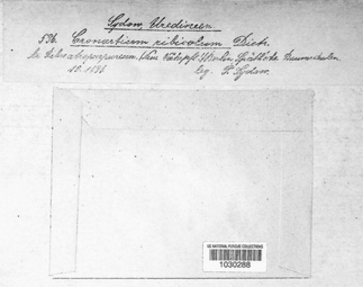 Cronartium image